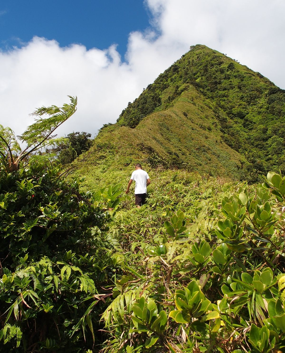 Piton Dumauze Martinique